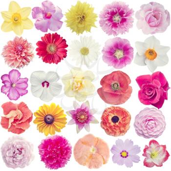 Set of different flowers isolated on white background