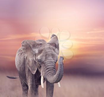 African Elephant walking in the grassland at sunset