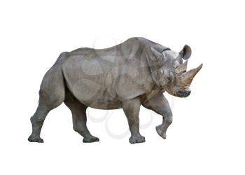 black rhinoceros isolated on white background