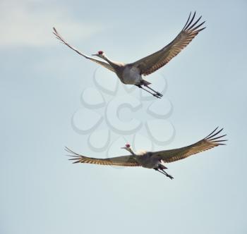 two sandhill cranes in flight against the sky