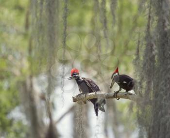 Two young Pileated Woodpeckers on a branch in Florida wetlands