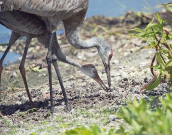 sandhill crane parent feeds its young one in Florida wetlands