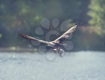 Osprey in Flight Carrying A Fish In It's Talons in Florida wetlands