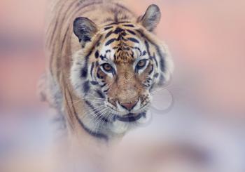 Walking Tiger portrait, close up