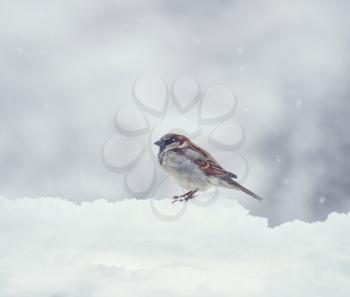  Sparrow sits on snow in the winter