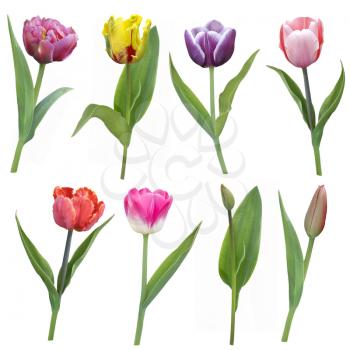 colorful tulips flowers in a row isolated on white background