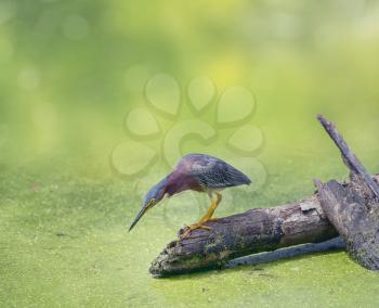 Green Heron looking for fish in Florida swamp