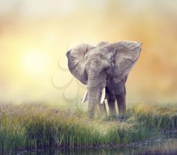 African Elephant near water at sunset