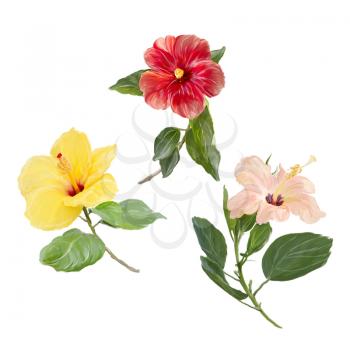 Digital Painting of Hibiscus flowers isolated on white background