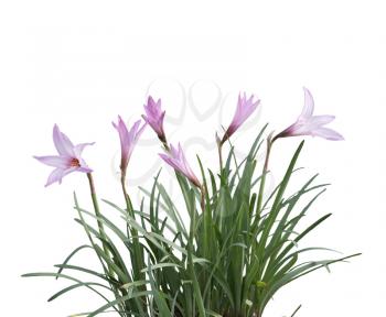 Pink rain Lily (Zephyranthes rosea) Flowers isolated on white background