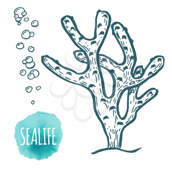 Hand drawn aquatic coral doodle vector illustration. Sketch.