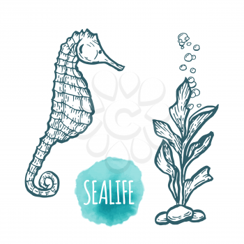 sea Horse drawing on white background. Hand drawn outline seafood illustration.