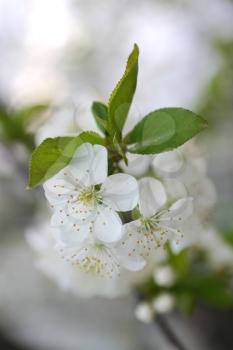 Cherry tree blossom in spring 