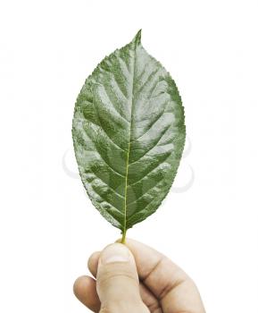 Fresh green leaf in hand, isolated on white