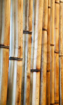 Old bamboo, close up photo