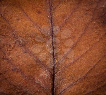 Closeup of beautiful fall foliage 