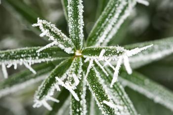 Frozen leaves