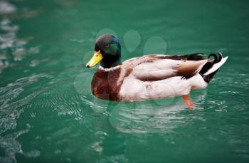Mallard duck on the lake 