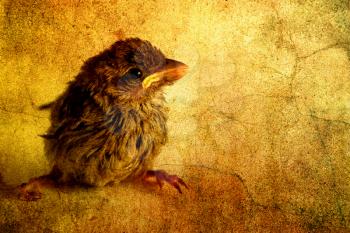 little bird on a grunge background