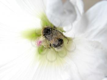 bumblebee on a flower