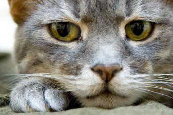 An Angry cat close up - pet picture