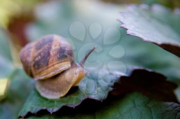 snail in a garden