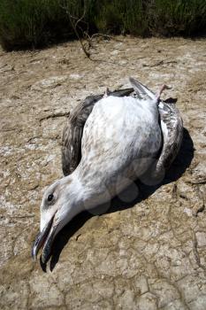 hurt seagull on the ground