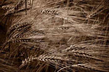 wheat field in the wind