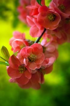 Japenese flowering crabapple flowers in the morning light