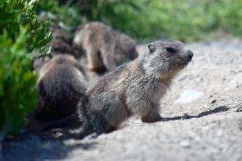 alpine baby marmot