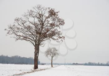 Snowy winter landscape with tress