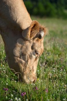 cow in a prairie