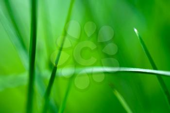 Grass with shallow depth of field