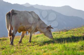 cow in a prairie - grench alps