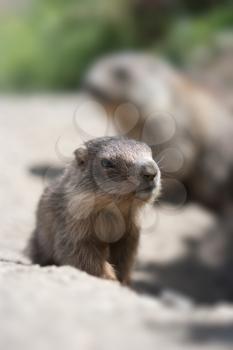 baby marmot and mother