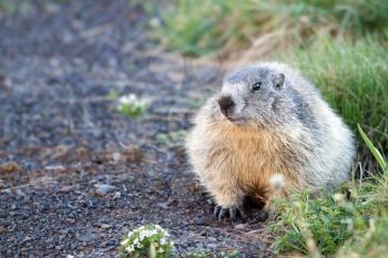 A cute marmot in the alps