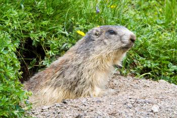 A cute marmot in the alps