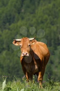 cow in a prairie - french alps