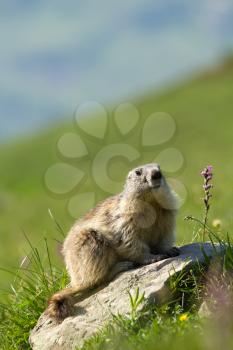 A cute marmot in the alps