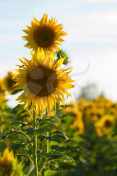 sunflower field at a sunny day