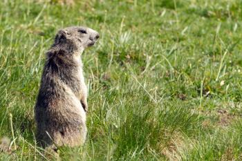 A cute marmot in the alps