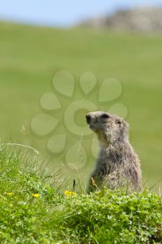 A cute marmot in the alps