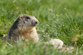 A cute marmot in the alps