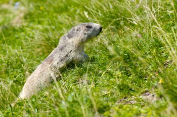 A cute marmot in the alps