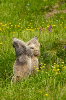 marmot in the alps fighting together