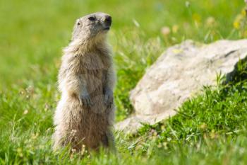 A cute marmot in the alps