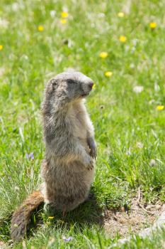 A cute marmot in the alps