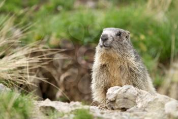 Alpine Marmot in the grass - Marmota Marmota