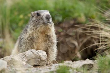 A cute marmot in the alps