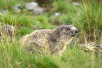 A cute marmot in the alps